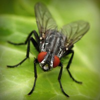 /album/skating-fly-andora/photolia-a01-jpg/