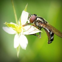 /album/skating-fly-andora/photolia-a02-jpg/