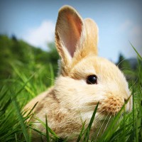 /album/skating-fly-andora/photolia-a03-jpg/