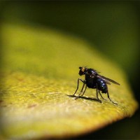 /album/skating-fly-andora/photolia-a07-jpg/